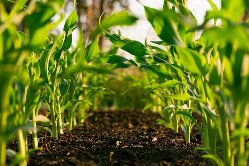 What is agritech, which is responsible for the future of agriculture? Explaining the background and merits of attention